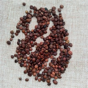 สวน เฉิน เรน เมล็ดอสุจิสมุนไพรธรรมชาติจีน Ziziphi สปินโอซ่า ซีฟัส พุทรา กระดูกสันหลัง วันที่ - Product Image 6