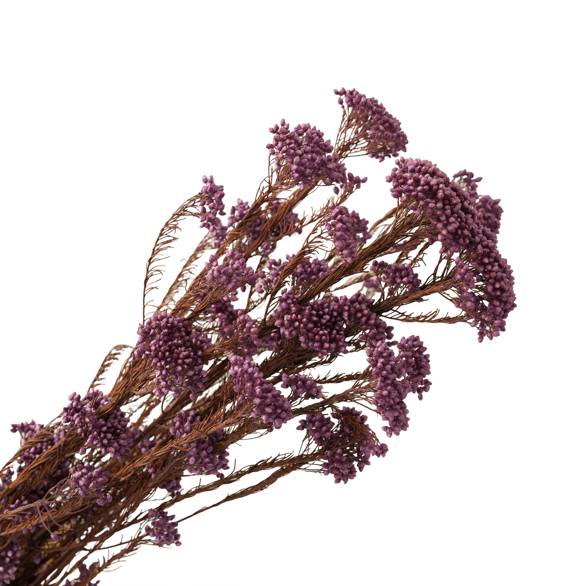 lilac purple-85g