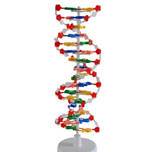 DNA çift sarmal yapı modeli insan genetik yapısının tıbbi modeli - Product Image 6