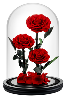 Red (20X30 cm) 3 roses