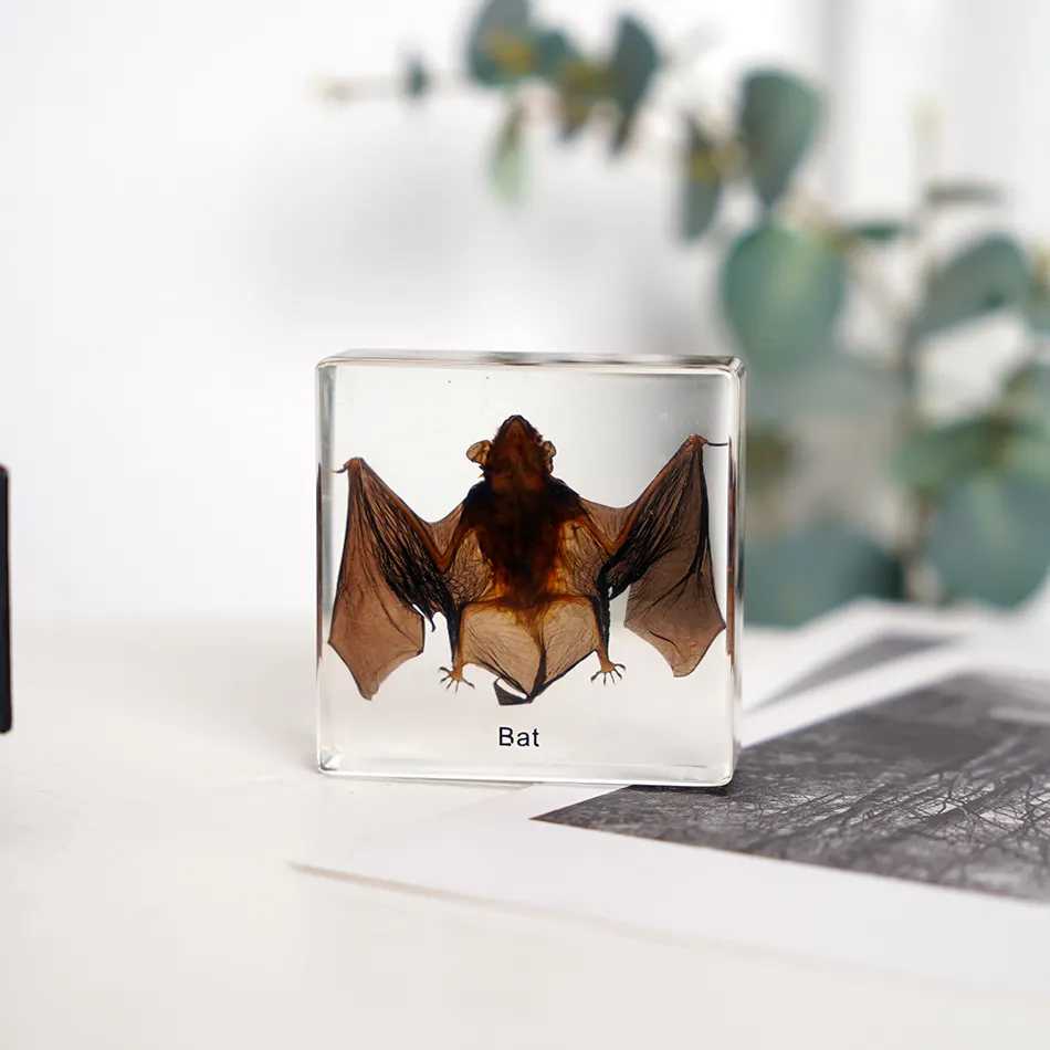 High Transparent Resin Animal Bat Embedded Solid Teaching Specimens