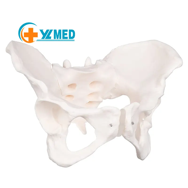 Modelo de Pelvis de tamaño real para mujer, esqueleto de hueso de la cadera, anatomico, modelo de anatomía humana para Ciencia, biología médica