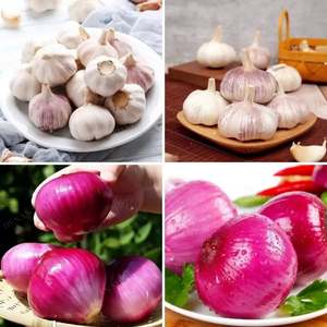 Macchina automatica per la classificazione delle cipolle e la classificazione delle cipolle con bulbo d'aglio e dimensioni per la selezione della frutta macchina per la classificazione delle cipolle di mela arancione fragola