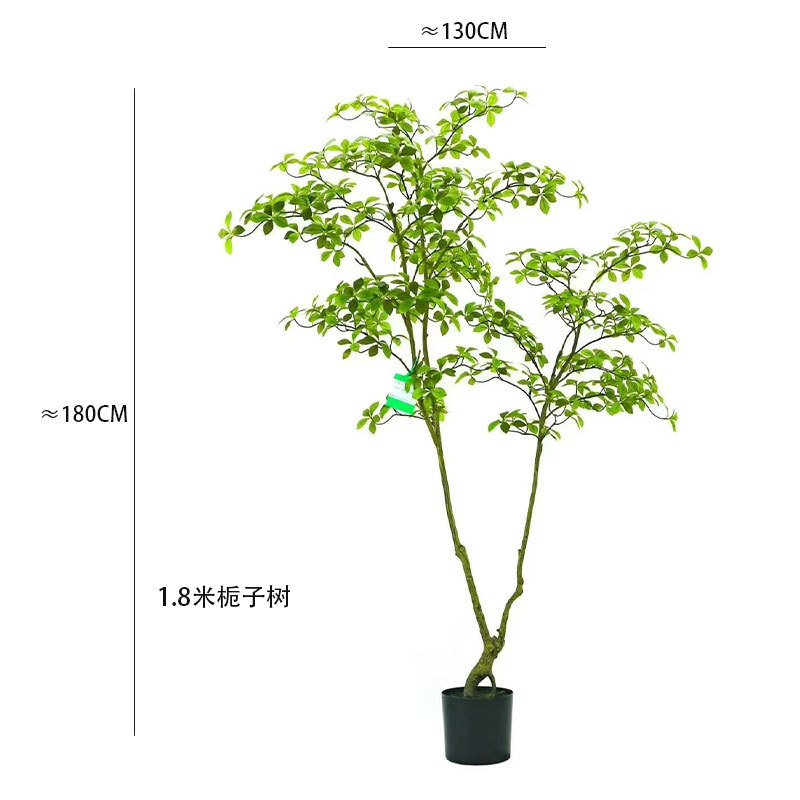 1.8-meter gardenia tree