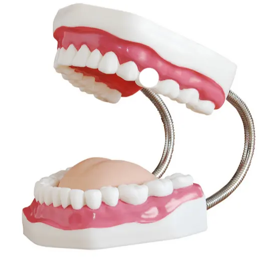 Modelo de extracción de anestesia Dental con zumbador para estudiantes, práctica para enseñanza educativa, dentadura acrílica de boca completa dental