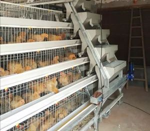 Guter Service Hühner draht geflecht ein Typ Hühnerstall käfig für Geflügelfarm - Product Image 1