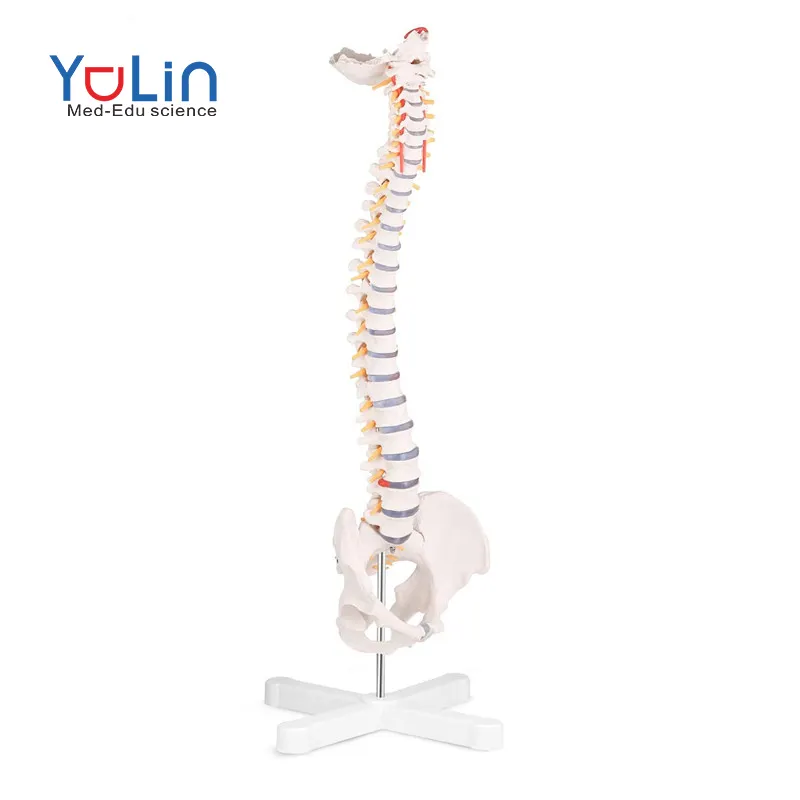 Vida Modelo Espinha Tamanho Modelo Espinha Humana Anatômica Flexível com Vértebras Nervos Artérias Modelo Espinha Médica
