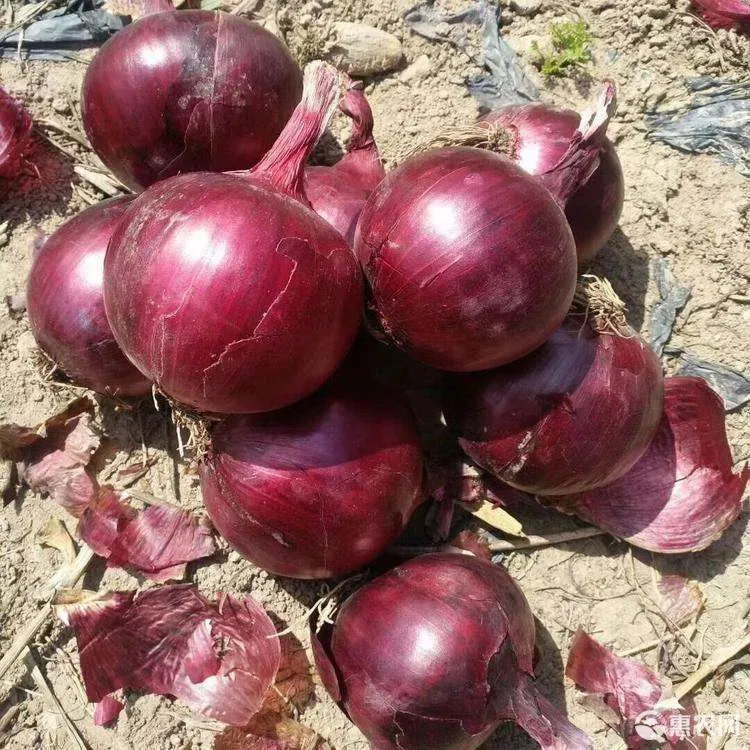 סיטונאי סין טרי באיכות גבוהה בצל עור אדום בצל סגול בצל אדום