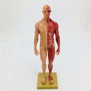 Medical <strong>Arts</strong> 30CM Painting Reference Skull Model Bust Human Musculoskeletal Anatomical Structure <strong>Art</strong> - Product Image 3