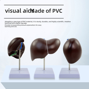 Anatomi öğretim ve klinik eğitim için PVC insan karaciğer Organ modeli Normal tıbbi simülasyon - Product Image 3
