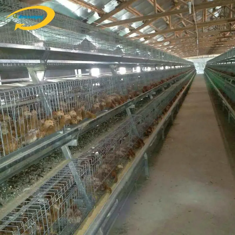 Fabrika kaynağı otomatik döşeme piramit tavuk kafesi horoz kafesleri tavuk için bir tip tavuk kafesi broiler
