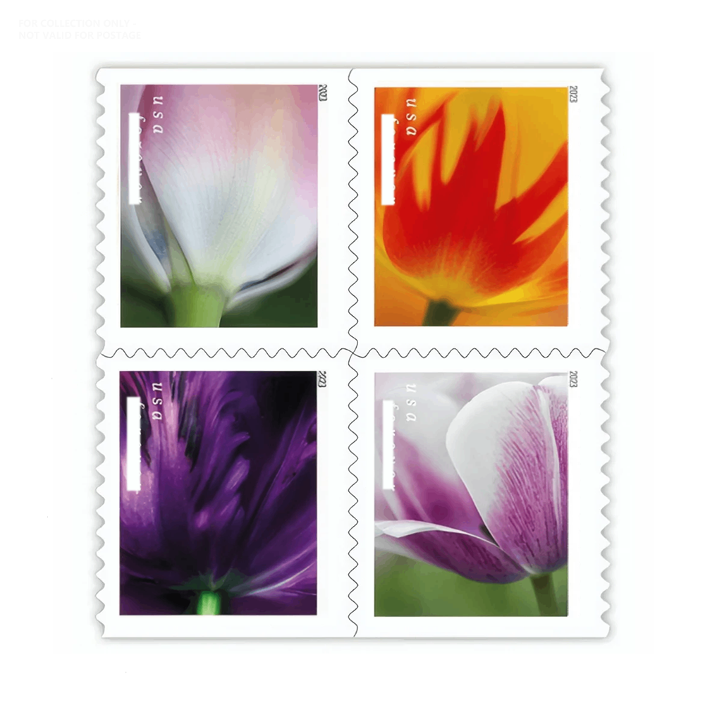 Fleurs de tulipes blanches Y70 2023, 100 pièces