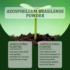 Biofertilizer 10-100billion cfu/G azospirillum brasilense bột - Product Image 6