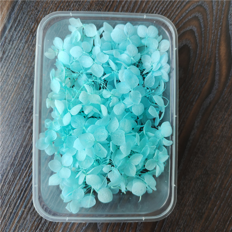 Boîte d'hortensias lobulaires Anna, bleu menthe clair décoloré - 5g