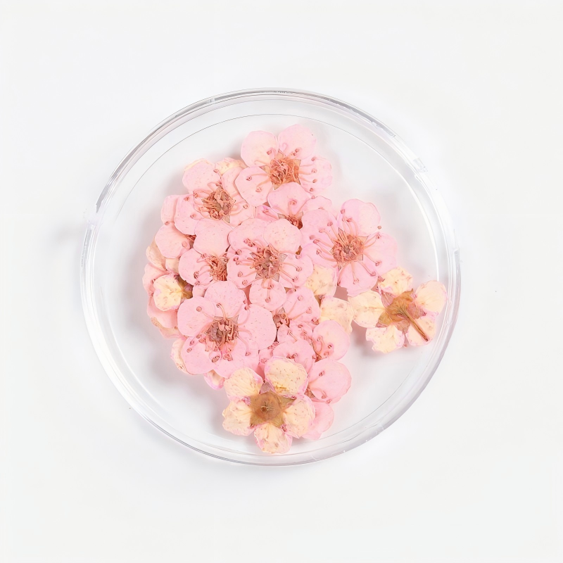 Rose cerise