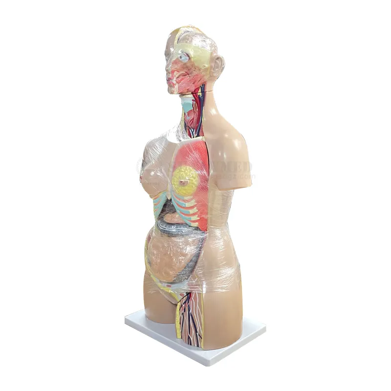 SY-N01801 materiale Pvc parti del corpo umano Torso bambola 27 parti doppio sesso Vivid infermieristica formazione scienza medica 85cm anatomia