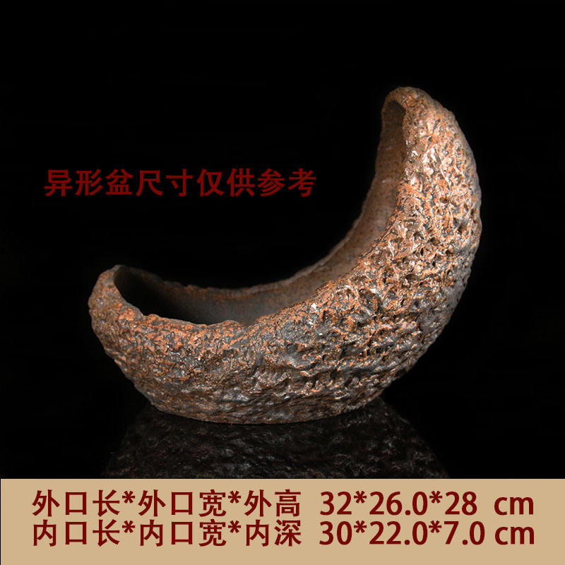 ขิงดวงจันทร์สีสุ่ม