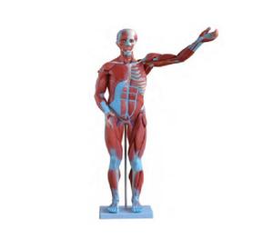 HM-334男性の人間の筋肉モデル (27パーツ) トレーニングのための解剖学シリーズ - Product Image 4
