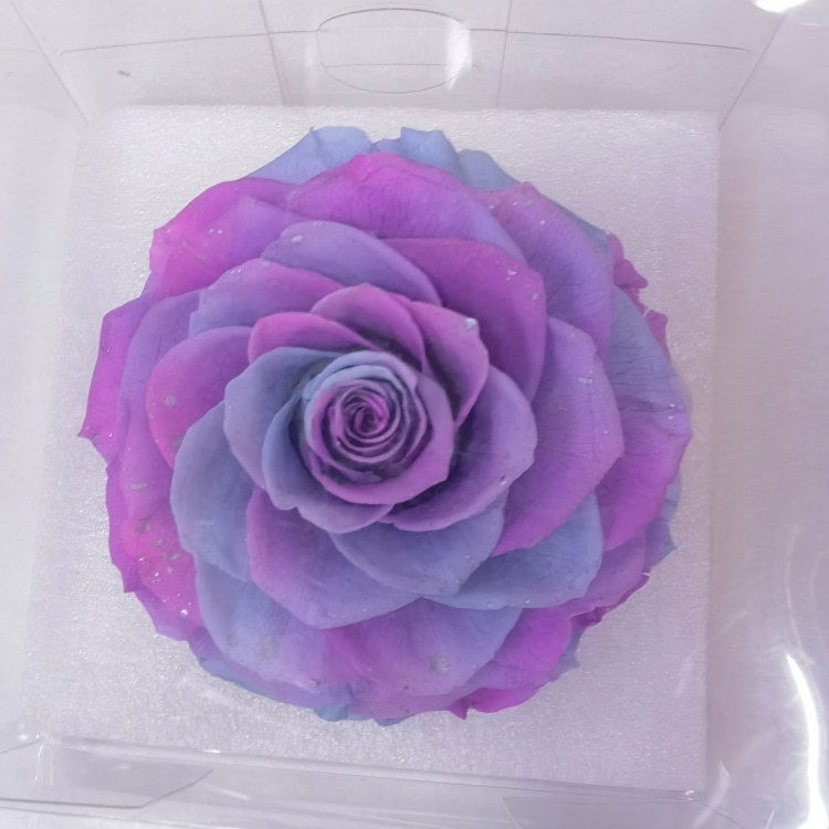 Pink purple gradient