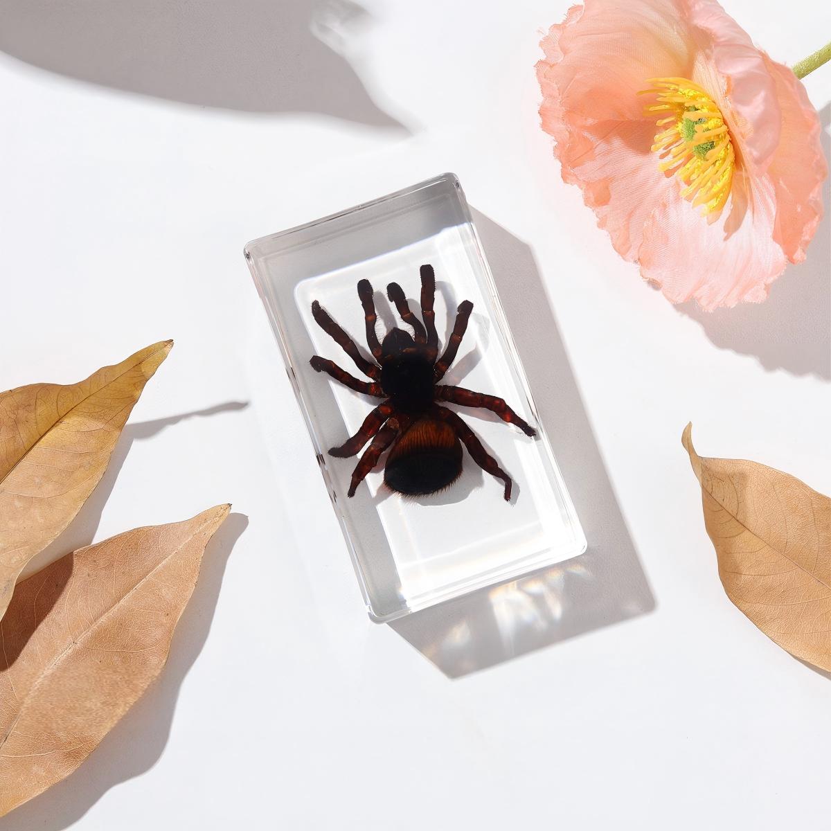 Araignée d'argent blanche