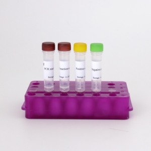 50T/키트 소 감염성 Rhinotracheitis 바이러스 (IBRV) 실시간 PCR 검출 키트-20 ℃ 저장/고감도 | 수의사 진단 - Product Image 2