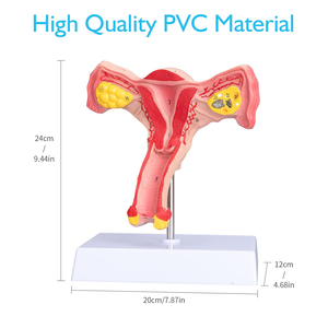 Tıbbi bilim büyütülmüş insan anatomik modeli Normal eğitim modelleri İnsan anatomisi Uterus modeli Uterus öğretim - Product Image 5
