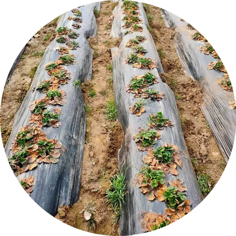Großhandel schwarz landwirtschaft lich schwarz Mulch folie Rolle für Unkraut bekämpfung Kunststoff Mulchen Bodendecker Film