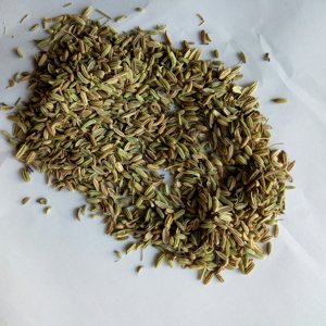 天然Foeniculum vulgareグリーンドライフェンネルフルーツクックスパイス用