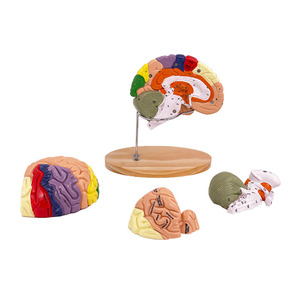 Detachable Human Anatomy <strong>Brain</strong> Model the <strong>Functional</strong> Localization Model of Cerebral Cortex - Product Image 2