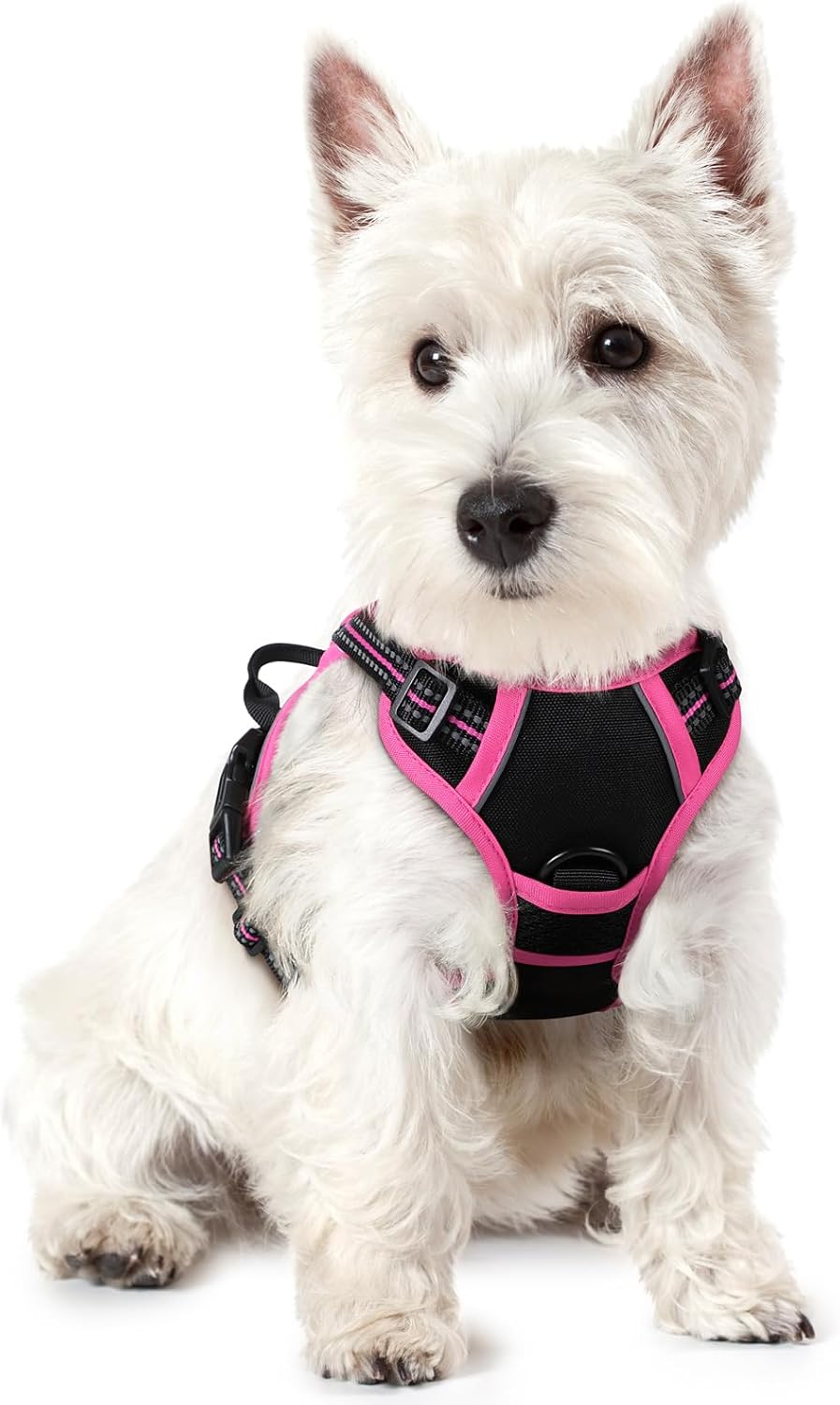 Black Hot Pink