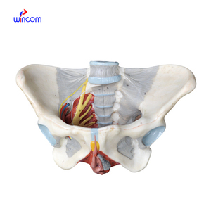3D omurga modeli anatomik insan eklemler tıbbi iskelet modeli ile kadın Pelvis modeli ağı sinir ve kaplar bölüm - Product Image 1