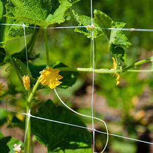 Polypropylene <strong>netting</strong> <strong>Cheap</strong> price extruded trellis net tobacco flower climbing <strong>netting</strong> - Product Image 6
