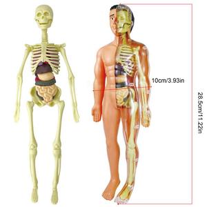 Simulation of <strong>Human</strong> Skeleton Model <strong>Human</strong> Body Anatomy Model Educational Teaching Props for Students DIY Educational Toys - Product Image 3