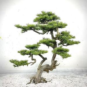 Artificial <strong>Trees</strong>, Chinese Style Artificial Bonsai Welcoming Pine Decoration Fortune <strong>Tree</strong> Landscape Decoration - Product Image 6