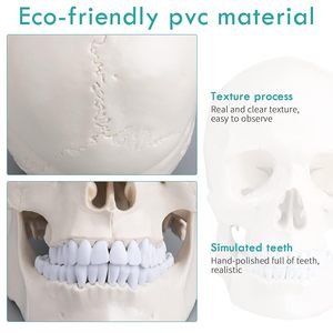 Medical Adult Skull Anatomical Model Life Size <strong>Human</strong> Skull Model <strong>3</strong> Parts Lab with Removable Skull Articulated Models - Product Image 5