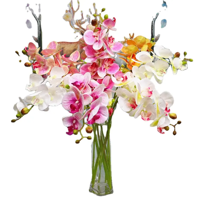 2023 Nova chegada grande pimenta Phalaenopsis flor orquídea mudas plantas para decoração de casa