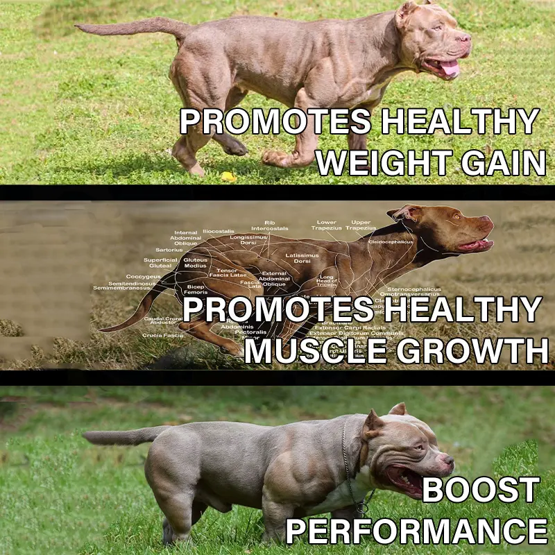 Pet Bully Development Muscle Gain Suplemento Alto en proteínas Fortalece los suplementos nutricionales inmunitarios para perros