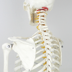 Anatomical <strong>Human</strong> Teaching Model of 170cm <strong>Human</strong> Skeleton with Natural Size of Pvc - Product Image 5