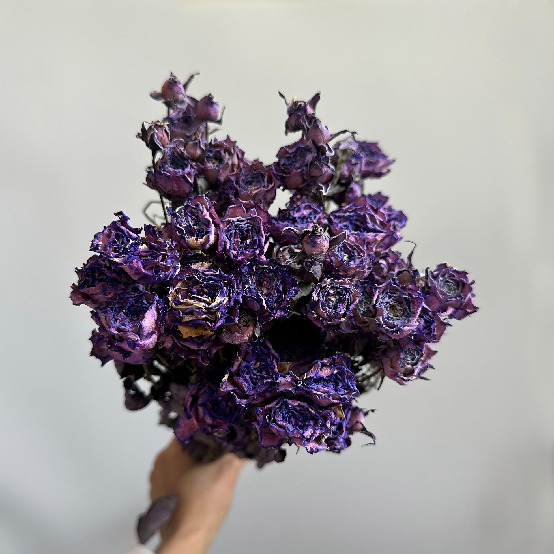 Pourpre