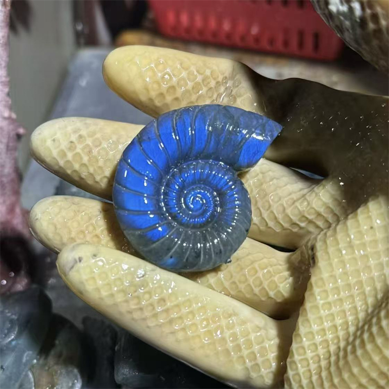 Ammonite