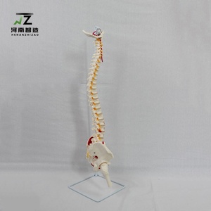 筋肉の開始点と終了点に取り付けられた自然な大眼脊髄神経モデル - Product Image 4