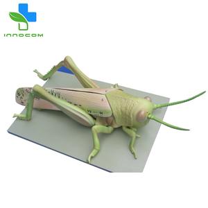 רפואי מדע מוגדל ארבה דגם 3d מבנה בעלי החיים ארבה דגם הוראה אנטומיים ארבה דגם