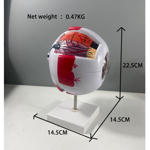 人間の骨格の解剖学的モデル、耳の鼻、6倍に拡大された目のモデル教育リソース - Product Image 2