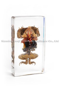 Hete Verkoop Dierlijke Specimens Hars Dissectie Educatief Voor Schoolvissen Vergelijkende Monster Taxidermie Epoxyhars - Product Image 4