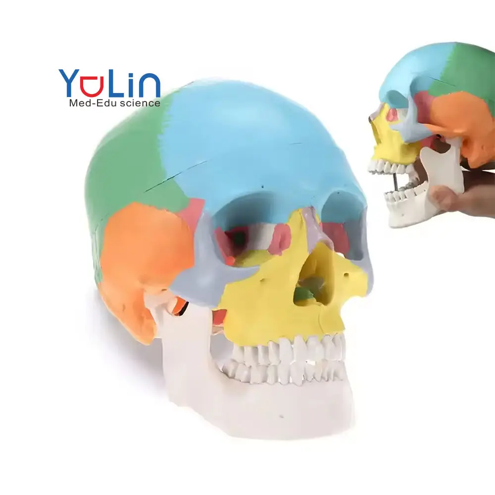 Modelo De Crânio Humano Didático Colorido Vida Médica Tamanho 3 Partes Modelo De Crânio Humano Colorido Esqueleto Crânio Removível