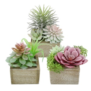 Yapay Mini etli bitkiler canlı doğal taze peri bahçe peyzaj ve Decking Faux bitki kaktüs simülasyon Succulents - Product Image 2