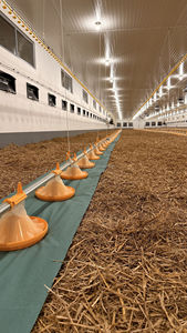 Low CostAutomatic Broiler <strong>Chicken</strong> Floor System for Sale