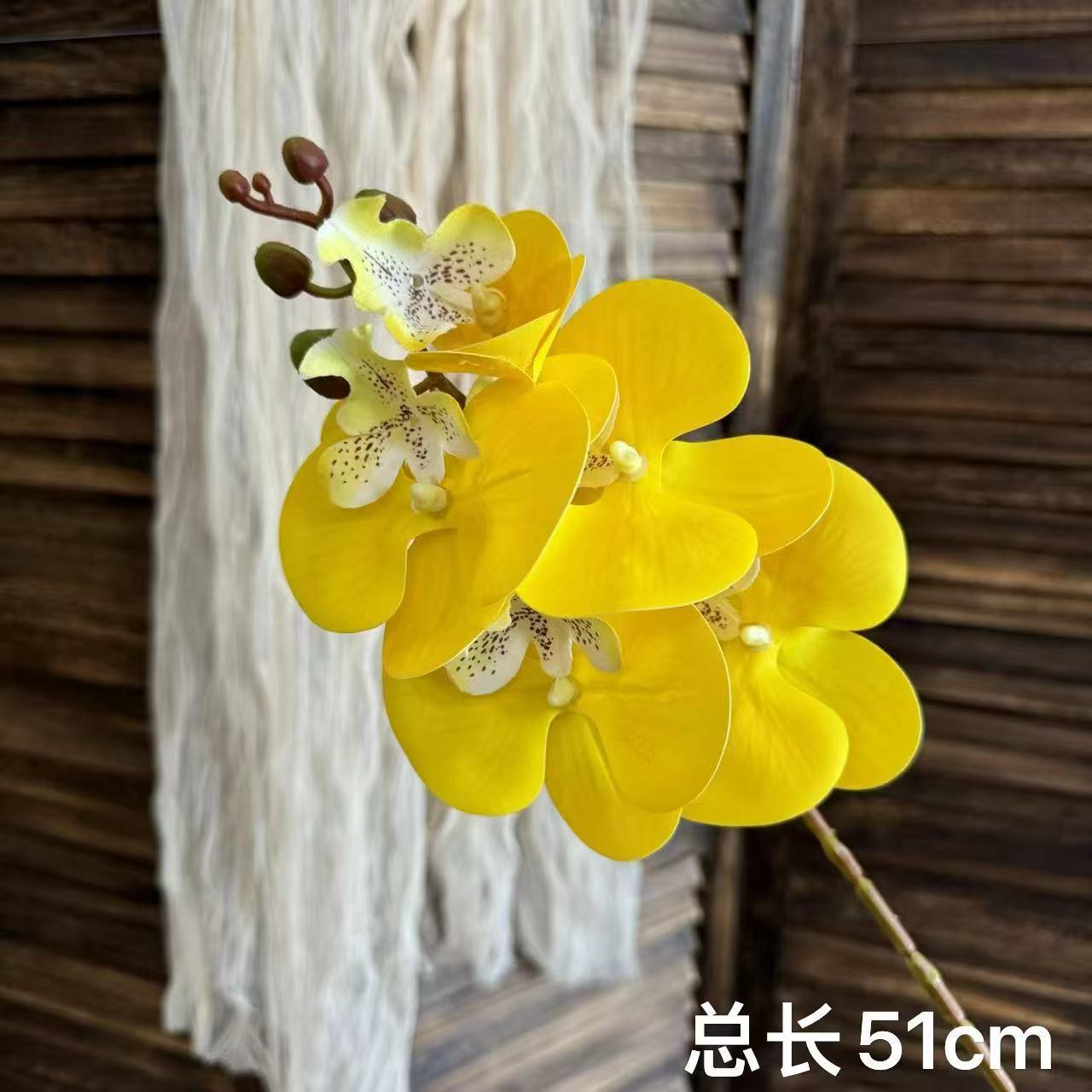 Bright yellow five-headed phalaenopsis