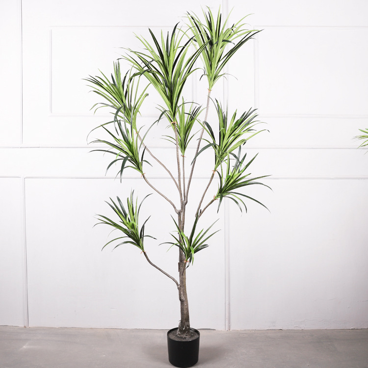 Cycas de 6 pieds avec des feuilles vertes.