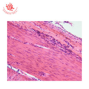 Biologischer Abschnitt Mikroskop Probe Muskelgewebe Abschnitt Glatte Muskeln Vertikale und horizontale Objektträger - Product Image 3